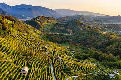 Vigneto Prosecco DOC DOCG