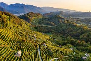 Vigneto Prosecco DOC DOCG