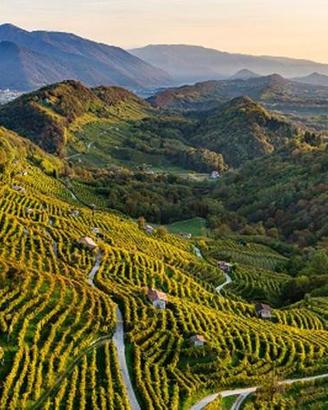 Vigneto Prosecco DOC DOCG