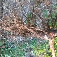 Piante di nocciola di 2/3 anni