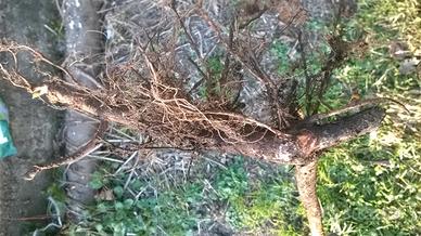 Piante di nocciola di 2/3 anni