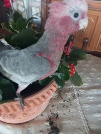 Cacatua rosa Capilla