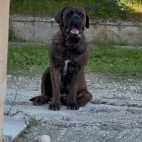 Cane corso disponibile per MONTE