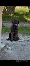 Cane corso disponibile per MONTE
