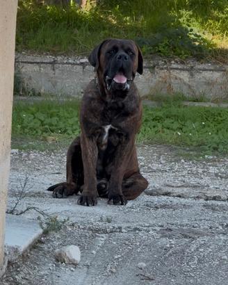 Cane corso disponibile per MONTE
