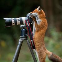  Fotocamere/Videocamere Digitali: