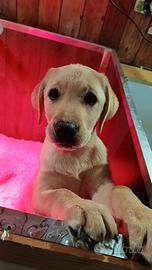 Cucciola di Labrador Retriever