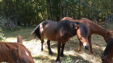 Cavallo stallone