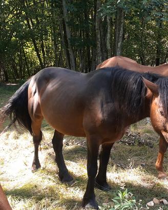 Cavallo stallone