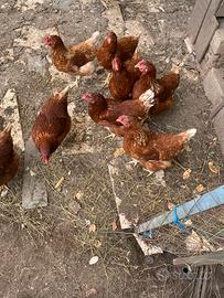 Galline ovaiole rosse