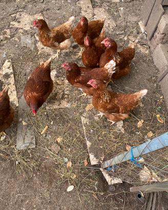 Galline ovaiole rosse