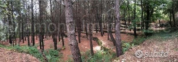 Terreno 20.000mq con fabbricato a Piedimonte Etneo - Vista 4
