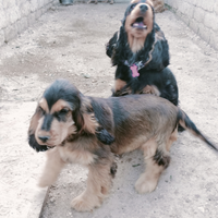 Cocker spaniel inglese pedigree adatta PET TERAPY