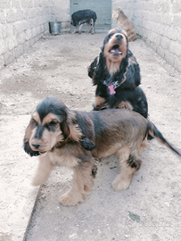 Cocker spaniel inglese pedigree adatta PET TERAPY