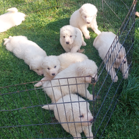 Cuccioli di pastore maremmano abruzzese