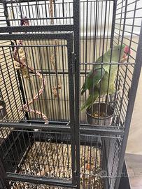 Pappagallo grande alessandrino