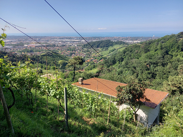 Vendita casa vigneto oliveto frutteto