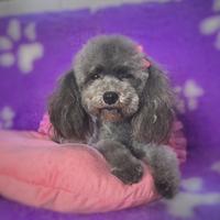 Barboncino toy nano grigio