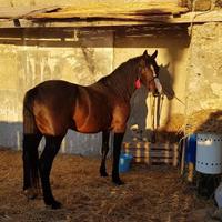 Stallone sella italiana