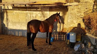 Stallone sella italiana