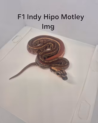 Baby boa