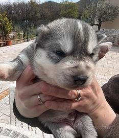 Husky Siberian