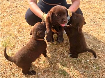 Splendidi cuccioli di labrador Choco con Pedigree