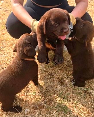 Splendidi cuccioli di labrador Choco con Pedigree