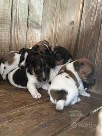 Cuccioli di jack Russell