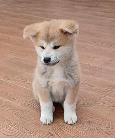 Cucciolo Akita inu