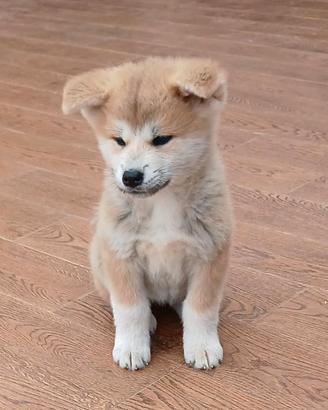 Cucciolo Akita inu