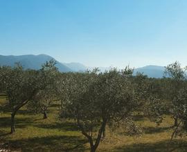 Terreno agricolo Pozzilli IS