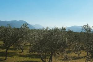 Terreno agricolo Pozzilli IS