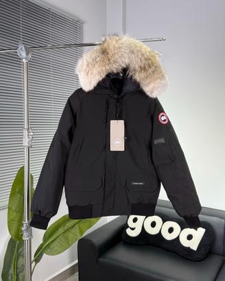 Canada goose