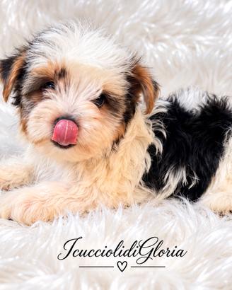 Yorkshire terrier biewer mini meraviglioso