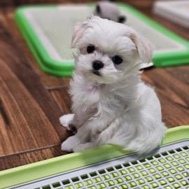 Mini maltese toy coreano