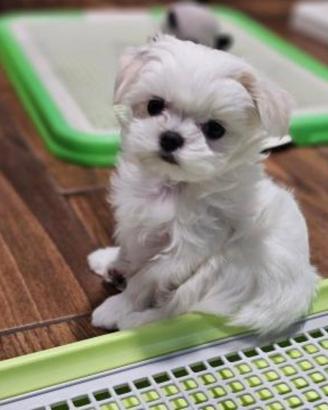 Mini maltese toy coreano