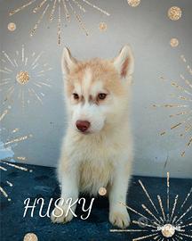 Husky con pedigree