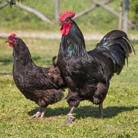 Dall'uovo alla Gallina