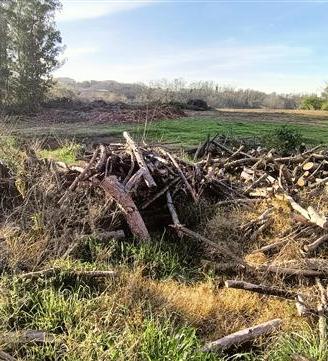 Legna di pino, ideale per stufe, caminetti e forni