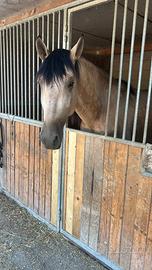 Cavallo PRE