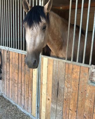 Cavallo PRE