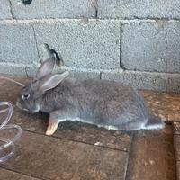 Maschio da riproduzione