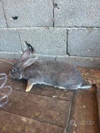 Maschio da riproduzione