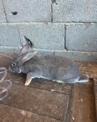 Maschio da riproduzione