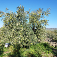 Potatore Olivo, Olio e Sfalcio dell'erbe
