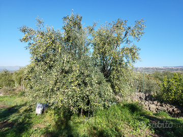 Potatore Olivo, Olio e Sfalcio dell'erbe