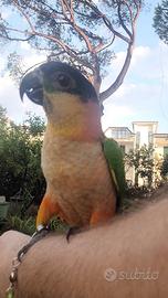 Caicco testa nera