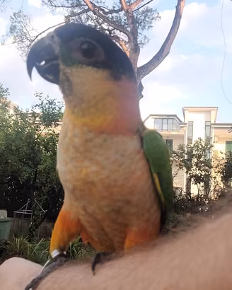Caicco testa nera