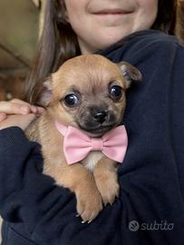 Cucciola di chihuahua